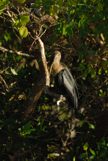 A Anhinga Perched on a Tree Branch